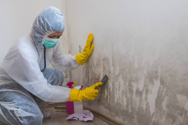 Home Mold Removal in Vanceboro, NC